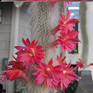 九尾狐多肉狐多肉植物长毛软毛仙人柱猫尾巴开花绿植花卉室内盆栽