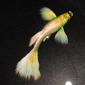 泰国进口精品纯种孔雀鱼观赏鱼热带鱼百万鱼小型淡水鱼黄金孔雀鱼