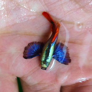 泰国进口精品纯种观赏热带百万小型淡水鱼白金红尾大耳蝶翼孔雀鱼