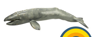 Safari灰鲸 蒙特利湾水族馆 仿真静态海洋动物模型玩具210402