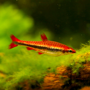 红肚铅笔鱼 吃绿藻黑藻水族活体鱼缸小型热带观赏鱼
