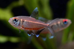 00dancexinyue淘宝【包损】粉红霓虹灯鱼草缸群游