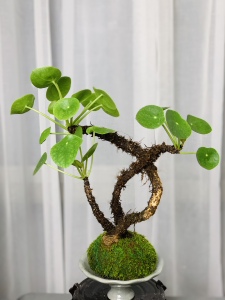 镜面草苔藓球镜面草绿植