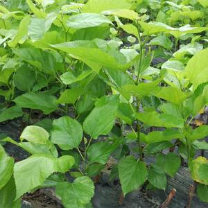 树苗小料蚕农家伺新鲜摘嫩叶蚕宝宝的吃桑叶爱叶蚕桑现