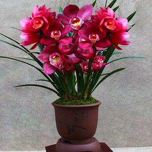 大红将军兰花苗浓香型建兰室内盆栽四季兰花卉阳绿植兰草