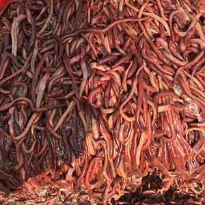 红蚯蚓垂钓鱼饵料死亡包赔种苗繁殖放生松土特大号一斤牛粪活蚯蚓