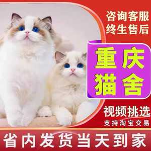 【重庆猫舍】纯种布偶猫幼猫长毛仙女猫蓝双海双蓝眼睛重点色宠物