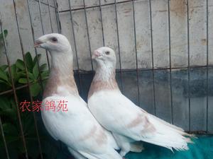 马头鸽观赏鸽