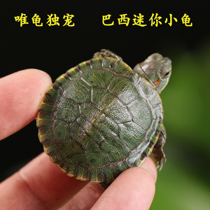 小巴西龟幼龟