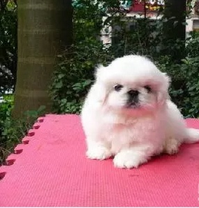宠物店纯种白色健康北京犬幼犬 玩具京巴犬小狗狗活体宠物北京狗