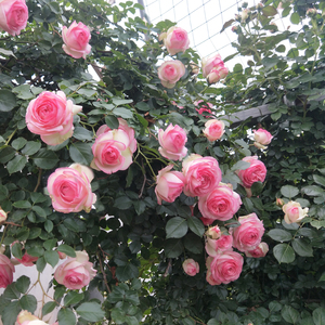 粉色龙沙宝石月季花苗爬藤大花浓香四季藤本蔷薇植物庭院玫瑰盆栽