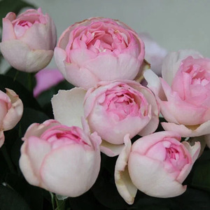 伊芙魂之香水 伊芙月季苗浓香大花