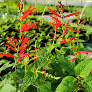食用凤梨水果鼠尾草盆栽苗一串红花型 西餐调料 香草料理带土