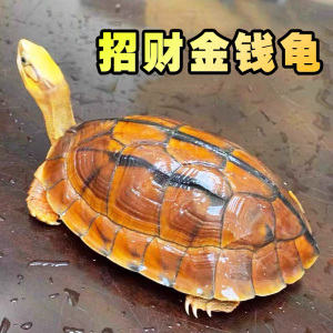 80504人付款淘宝纯正金钱龟乌龟活物越南石金钱龟苗黄喉小青龟招财