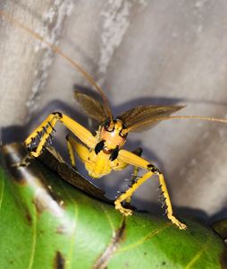 黑缘烟蟋螽 蟋螽 螽斯 宠物 萌宠 科普摄影昆虫