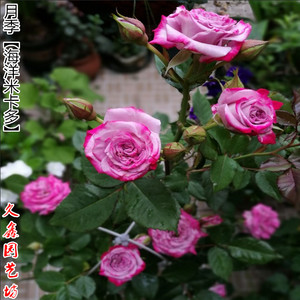 海洋米卡多月季