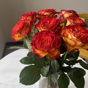 云南昆明 新品种玫瑰  火焰红  狂想曲  室内家居办公桌插花 顺丰