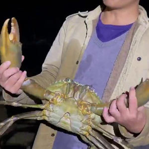 青蟹苗 青蟹种苗 蟹苗 青蟹孵化苗 青蟹海捕苗 黄油蟹