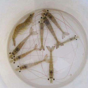 80 0人付款  淘宝 连云港大虾鲜活新鲜冷冻基围虾野生虾子冰鲜海虾