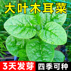 大叶木耳菜种籽盆栽阳台蔬菜种孑青菜苗秧苗大全菜籽种植四季种植