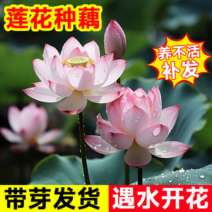 莲花水养藕种根苗缸盆栽观赏荷花莲藕苗睡莲碗莲庭院水培植物花卉