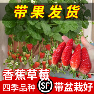 草莓苗盆栽四季食用香蕉牛奶油红颜阳台带果带花土新苗秧种籽子树