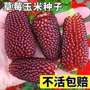 草莓玉米种子种籽菠萝玉米水果新鲜文玩甜玉米棒子老品种四季可种