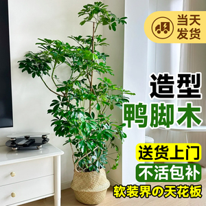 造型鸭脚木客厅大盆栽绿植真树办公室内落地大型绿色植物四季好养