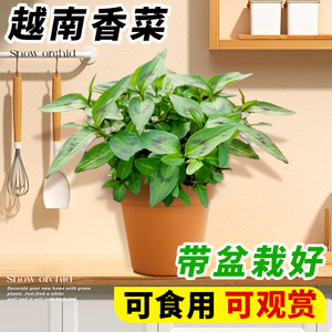 越南香菜苗盆栽芫荽香柳香草薄荷迷迭香绿萝室内四季好养绿植物