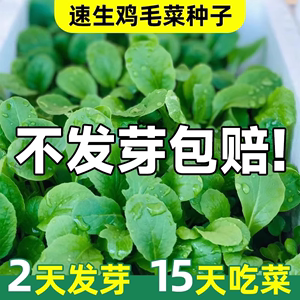 鸡毛菜菜籽种四季大全小白菜青菜油菜种孑上海青速生阳台蔬菜种子