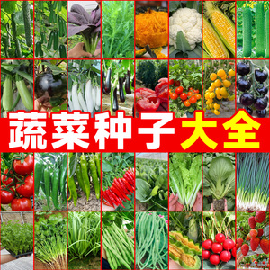 蔬菜种子大全四季春播盆栽阳台庭院菜种籽生香菜玉米黄瓜小葱种孑