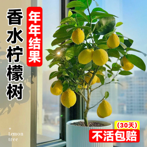 香水柠檬树苗盆栽带果可食用室内阳台客厅绿植物四季开花卉好养活