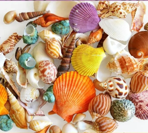 鱼缸造景螃蟹爬宠装饰海星彩扇贝手工贝壳20余款混装海螺天然摆件