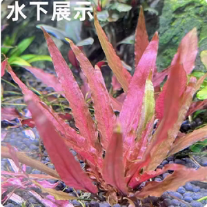 虎斑椒草红色新手水草缸鱼缸造景前中景水培增氧阴性淡水活体植物