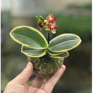 蝴蝶兰迷你金边兰花矮种金叶咖啡带花苞名贵盆栽花卉植物花苗兰草