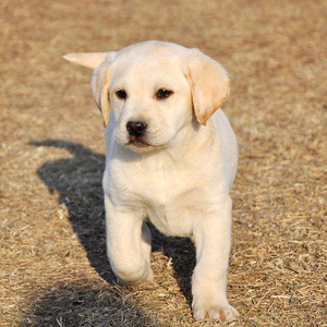 纯种拉布拉多犬拉布拉多幼犬巡回导盲犬家养宠物狗狗活体神犬小七