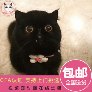 梵娅异国短毛猫纯黑色加菲猫活体 波斯猫 双色布偶猫 缅因猫幼猫