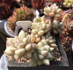 {哚多花房} 象牙老桩群生  多肉植物 韩国进口黄金象牙 冬云玉珠