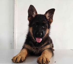 德牧幼犬纯种 看家护院 黑背犬幼犬 德国牧羊犬 赛级弓背德牧幼犬