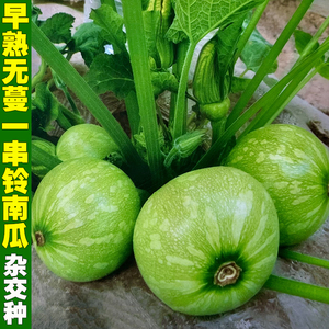 早熟无蔓小南瓜种籽白花皮杂交无藤一串铃小嫩青瓜种子蔬菜种孑子