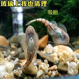 冷水鱼清道夫爬岩吸鳅鱼缸清洁除藻观赏鱼原生双吸盘琵琶鳅冷水鱼