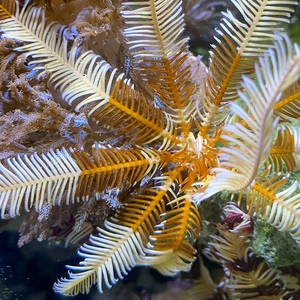 羽毛海星宠物活体海水鱼缸海洋棘皮生物观赏动物美羽星海百合