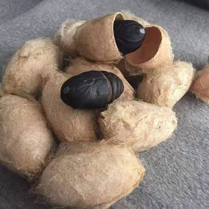 东北特产 茧蛹 柞蚕蛹 带壳柞蚕大茧蛹大茧鲜活500克2斤包邮蚕壳