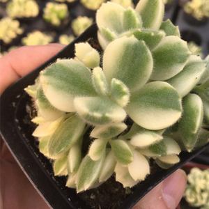 熊掌多肉白熊