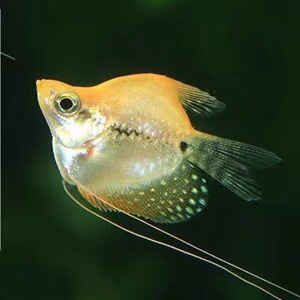 黄金马甲球鱼 小型珍珠马甲球丝足鱼活体工具鱼除残渣 残食易养