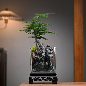 苔藓文竹微景观生态瓶桌面迷你小盆栽办公室内创意造景绿植物摆件
