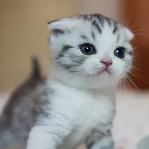 美短幼猫苏格兰折耳猫美国短毛猫起司加白宠物猫纯种活体幼崽猫咪
