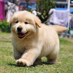 出售纯种高智商金毛犬纯种幼犬活体狗中大型金毛寻回犬宠物小狗狗