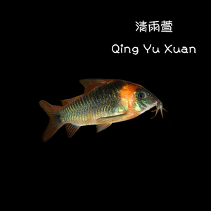 工具鱼野生尼青鼠鱼尼格罗青鼠黑金红头鼠潘塔纳鼠潘鼠底栖鱼