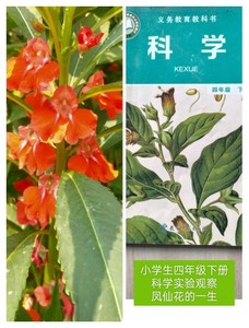 凤仙花指甲花小学生科学实验课观察作业植物家庭园艺阳台草本花卉